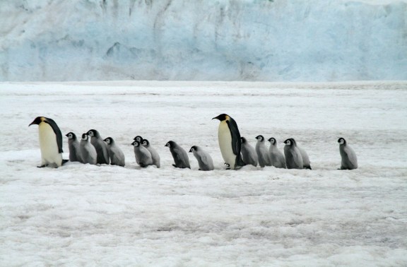 A line of Penguins, two adults, and all their young on the ice in Antarctica