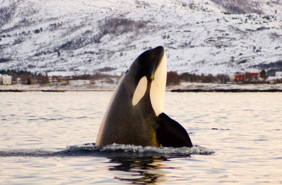 Orca poking out of the water in Antarctica
