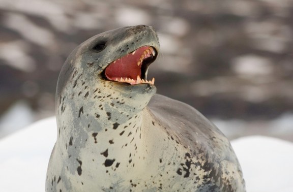 Close-up of a leopard seal opening its mouth wide, revealing sharp teeth, set against a blurry background of a snowy Antarctic shoreline.