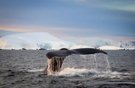 A humpback whale's tail emerges from choppy waters against a backdrop of distant icy mountains under a soft pink and blue sky in the Antarctic.