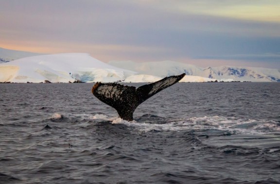 The tailfin of a Humpback Whale, Antarctic Peninsula