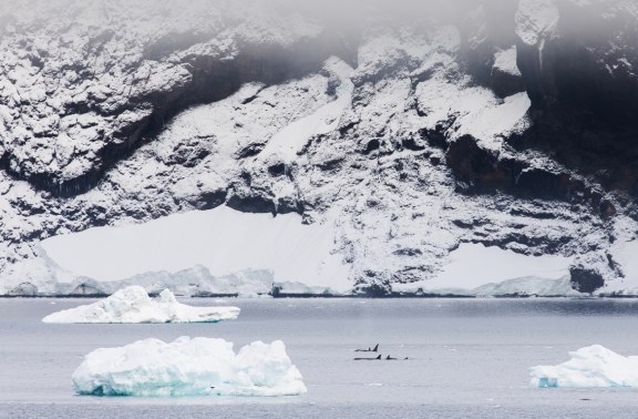 Orcas or Killer Whales swimming among ice flows with a backdrop of tall icy mountains in Antarctica.