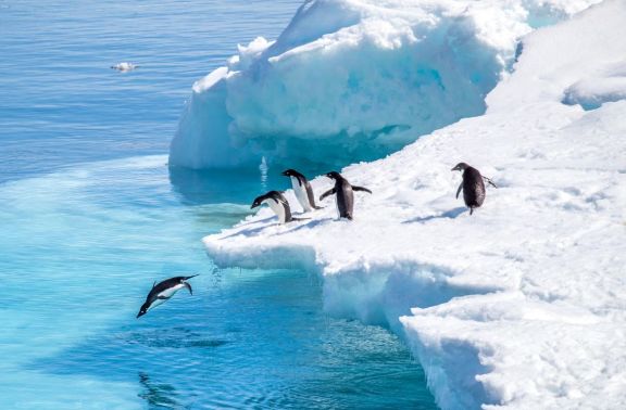 Five Adélie penguins leaping into the turquoise waters of the Antarctic Peninsula from a small, bright blue iceberg.