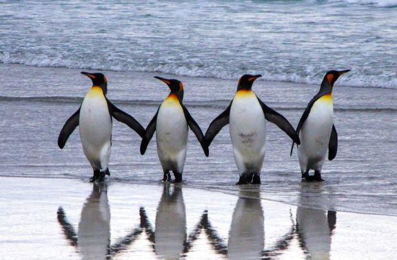 Four Pinguins standing side by side touching wings at the edge of the water in Antarctica