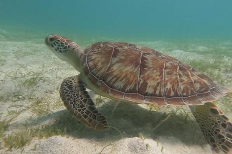 Review img # 30 of the yacht AURA