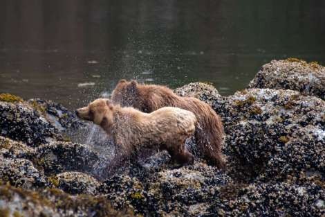 Review img # 7 of the yacht BEAR PAW