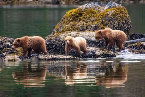 Review img # 8 of the yacht BEAR PAW