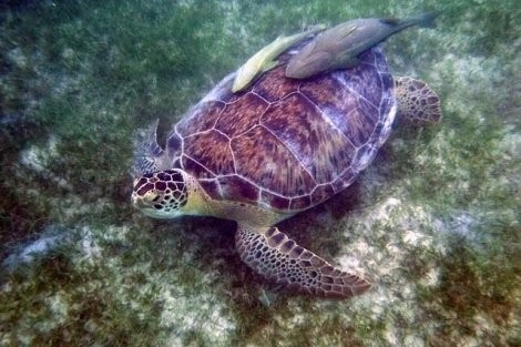 Review img # 13 of the yacht KAI